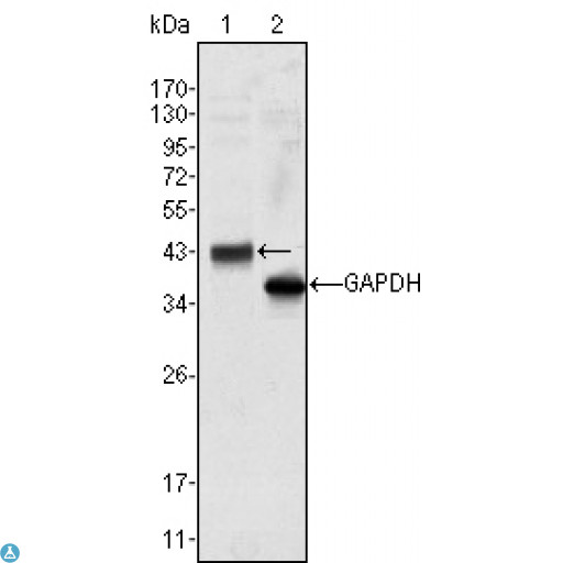 WNT10B Antibody - Western Blot (WB) analysis using Wnt-10b Monoclonal Antibody against HeLa cell lysate (1).