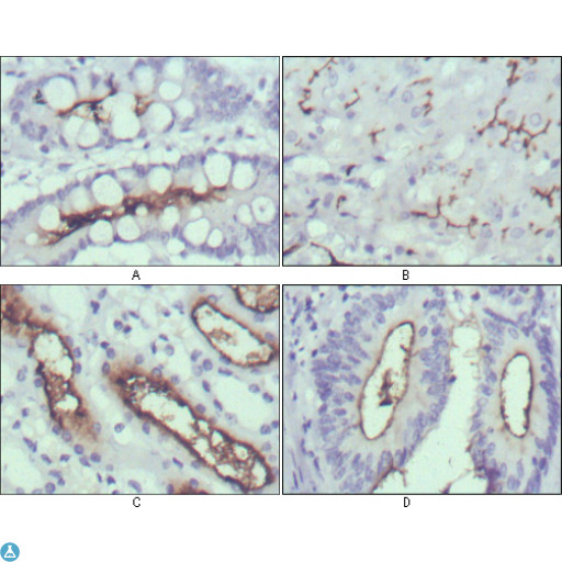 WNT10B Antibody - Immunohistochemistry (IHC) analysis of paraffin-embedded human normal stomach (A), normal liver (B), normal kidney (C) and rectum cancer tissues (D) with DAB staining using Wnt-10b Monoclonal Antibody.