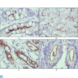 WNT10B Antibody - Immunohistochemistry (IHC) analysis of paraffin-embedded human normal stomach (A), normal liver (B), normal kidney (C) and rectum cancer tissues (D) with DAB staining using Wnt-10b Monoclonal Antibody.