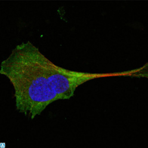 WNT10B Antibody - Confocal Immunofluorescence (IF) analysis of PANC-1 cells using Wnt-10b Monoclonal Antibody (green). Red: Actin filaments have been labeled with Alexa Fluor-555 phalloidin. Blue: DRAQ5 fluorescent DNA dye.