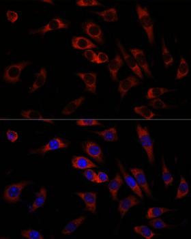 WNT10B Antibody - Immunofluorescence analysis of L929 cells using WNT10B Polyclonal Antibody at dilution of 1:100.Blue: DAPI for nuclear staining.