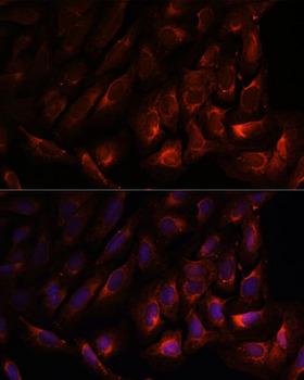 WNT10B Antibody - Immunofluorescence analysis of U-2OS cells using WNT10B Polyclonal Antibody at dilution of 1:100.Blue: DAPI for nuclear staining.