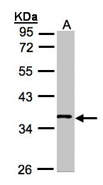 WNT11 Antibody - Sample (30 ug whole cell lysate). A: Hep G2 . 10% SDS PAGE. WNT11 antibody diluted at 1:1000