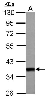 WNT11 Antibody - Sample (50 ug of whole cell lysate). A: mouse heart. 10% SDS PAGE. WNT11 antibody diluted at 1:1000.