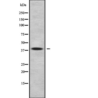 WNT11 Antibody - Western blot analysis of WNT11 using NIH-3T3 whole cells lysates