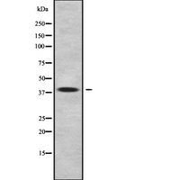 WNT11 Antibody - Western blot analysis of WNT11 using NIH-3T3 whole cells lysates