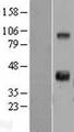 WNT11 Protein - Western validation with an anti-DDK antibody * L: Control HEK293 lysate R: Over-expression lysate