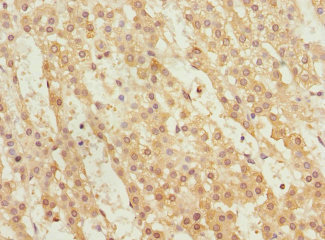 WNT14 / WNT9A Antibody - Immunohistochemistry of paraffin-embedded human adrenal gland tissue at dilution 1:100