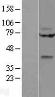 WNT14 / WNT9A Protein - Western validation with an anti-DDK antibody * L: Control HEK293 lysate R: Over-expression lysate