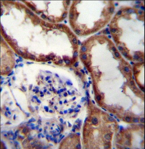 WNT16 Antibody - WNT16 Antibody immunohistochemistry of formalin-fixed and paraffin-embedded human kidney tissue followed by peroxidase-conjugated secondary antibody and DAB staining.