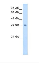 WNT16 Antibody - HepG2 cell lysate. Antibody concentration: 2.5 ug/ml. Gel concentration: 12%.  This image was taken for the unconjugated form of this product. Other forms have not been tested.