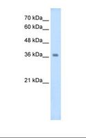 WNT16 Antibody - HepG2 cell lysate. Antibody concentration: 2.5 ug/ml. Gel concentration: 12%.  This image was taken for the unconjugated form of this product. Other forms have not been tested.