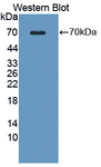 WNT16 Antibody - Western blot of WNT16 antibody.