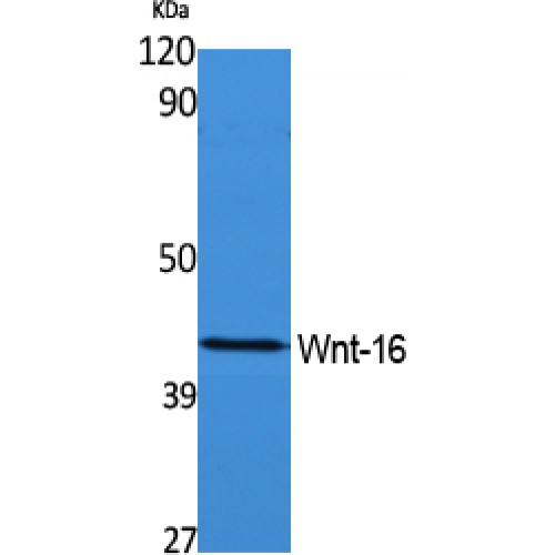 WNT16 Antibody - Western blot of Wnt-16 antibody