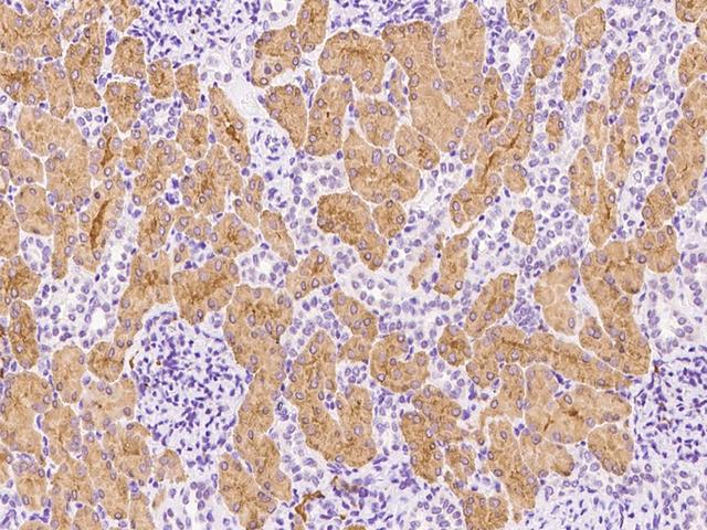 WNT16 Antibody - Immunochemical staining of human WNT16 in human kidney with rabbit polyclonal antibody at 1:1000 dilution, formalin-fixed paraffin embedded sections.