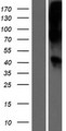 WNT16 Protein - Western validation with an anti-DDK antibody * L: Control HEK293 lysate R: Over-expression lysate