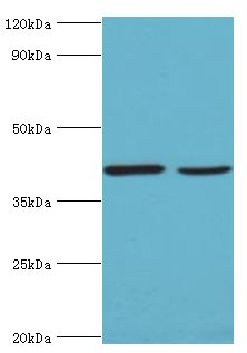 WNT2 / IRP Antibody - Western blot. All lanes: Protein Wnt-2 antibody at 2 ug/ml. Lane 1: HepG2 whole cell lysate. Lane 2: MCF-7 whole cell lysate. Secondary antibody: Goat polyclonal to rabbit at 1:10000 dilution. Predicted band size: 40 kDa. Observed band size: 40 kDa Immunohistochemistry.
