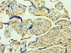 WNT2 / IRP Antibody - Immunohistochemistry of paraffin-embedded human placenta using antibody at 1:100 dilution.