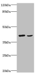 WNT2 / IRP Antibody - Western blot All lanes: Protein Wnt-2 antibody at 2µg/ml Lane 1: HepG2 whole cell lysate Lane 2: MCF-7 whole cell lysate Secondary Goat polyclonal to rabbit IgG at 1/10000 dilution Predicted band size: 40 kDa Observed band size: 40 kDa
