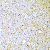WNT2 / IRP Antibody - Immunohistochemistry of paraffin-embedded rat brain tissue.