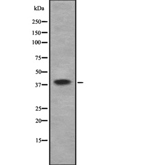 WNT2 / IRP Antibody - Western blot analysis of WNT2 using K562 whole cells lysates