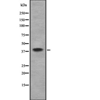 WNT2 / IRP Antibody - Western blot analysis of WNT2 using K562 whole cells lysates
