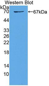 WNT2B Antibody - Western blot of WNT2B antibody.