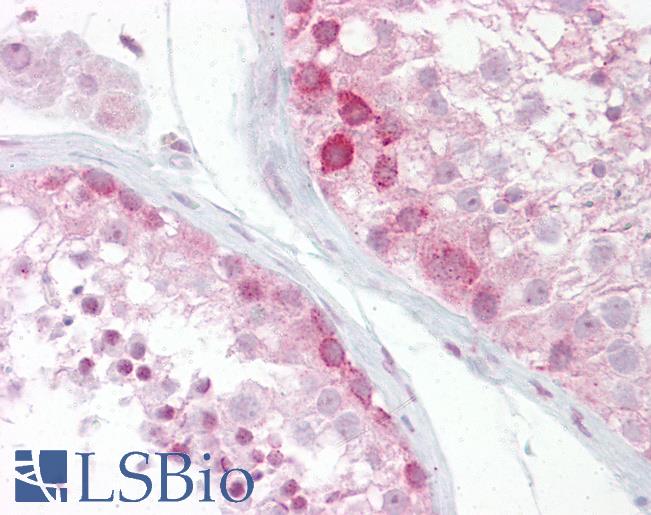 WNT2B Antibody - Anti-WNT2B antibody IHC of human testis. Immunohistochemistry of formalin-fixed, paraffin-embedded tissue after heat-induced antigen retrieval. Antibody concentration 5 ug/ml.  This image was taken for the unconjugated form of this product. Other forms have not been tested.