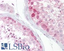 WNT2B Antibody - Anti-WNT2B antibody IHC of human testis. Immunohistochemistry of formalin-fixed, paraffin-embedded tissue after heat-induced antigen retrieval. Antibody concentration 5 ug/ml.  This image was taken for the unconjugated form of this product. Other forms have not been tested.