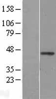 WNT2B Protein - Western validation with an anti-DDK antibody * L: Control HEK293 lysate R: Over-expression lysate