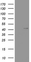 WNT3 Antibody - HEK293T cells were transfected with the pCMV6-ENTRY control (Left lane) or pCMV6-ENTRY WNT3 (Right lane) cDNA for 48 hrs and lysed. Equivalent amounts of cell lysates (5 ug per lane) were separated by SDS-PAGE and immunoblotted with anti-WNT3.