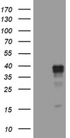WNT3 Antibody - HEK293T cells were transfected with the pCMV6-ENTRY control (Left lane) or pCMV6-ENTRY WNT3 (Right lane) cDNA for 48 hrs and lysed. Equivalent amounts of cell lysates (5 ug per lane) were separated by SDS-PAGE and immunoblotted with anti-WNT3.