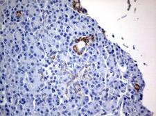 WNT3 Antibody - IHC of paraffin-embedded Human pancreas tissue using anti-WNT3 mouse monoclonal antibody. (Heat-induced epitope retrieval by 10mM citric buffer, pH6.0, 120°C for 3min).