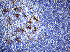 WNT3 Antibody - IHC of paraffin-embedded Human tonsil using anti-WNT3 mouse monoclonal antibody. (Heat-induced epitope retrieval by 10mM citric buffer, pH6.0, 120°C for 3min).