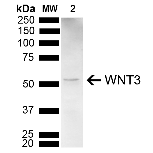 WNT3 Antibody - Western blot analysis of Mouse Brain showing detection of 39.6 kDa WNT3 protein using Rabbit Anti-WNT3 Polyclonal Antibody. Lane 1: Molecular Weight Ladder (MW). Lane 2: Mouse Brain. Load: 15 µg. Block: 5% Skim Milk powder in TBST. Primary Antibody: Rabbit Anti-WNT3 Polyclonal Antibody  at 1:1000 for 2 hours at RT with shaking. Secondary Antibody: Goat Anti-Rabbit IgG: HRP at 1:5000 for 1 hour at RT. Color Development: ECL solution for 5 min at RT. Predicted/Observed Size: 39.6 kDa. Other Band(s): 50 kDa.