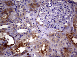 WNT3 Antibody - IHC of paraffin-embedded Human Kidney tissue using anti-WNT3 mouse monoclonal antibody.