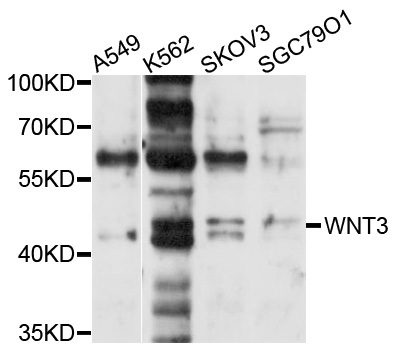 WNT3 Antibody - Western blot analysis of extracts of various cell lines.