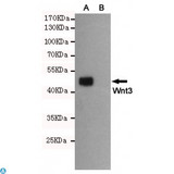 WNT3 Antibody - Western blot detection of Wnt3 in CHO-K1 cell lysate (B) and CHO-K1 transfected by Wnt3 (A) cell lysate using Wnt3 mouse mAb (1:1000 diluted). Predicted band size: 40KDa. Observed band size: 45KDa.