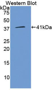 WNT3A Antibody - Western blot of recombinant WNT3A.