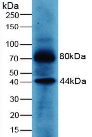 WNT3A Antibody - Western Blot; Sample: Human MCF7 Cells.