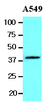 WNT3A Antibody - The lysates of A549 (20 ug) were resolved by SDS-PAGE, transferred to NC membrane and probed with anti-human Wnt3a (1:1000). Proteins were visualized using a goat anti-mouse secondary antibody conjugated to HRP and an ECL detection system.