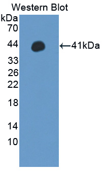 WNT3A Antibody - Western blot of WNT3A antibody.