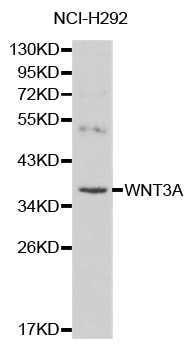 WNT3A Antibody - Western blot analysis of NCI-H292 cell lysate.