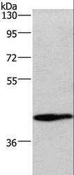WNT3A Antibody - Western blot analysis of Mouse lung tissue, using WNT3A Polyclonal Antibody at dilution of 1:325.