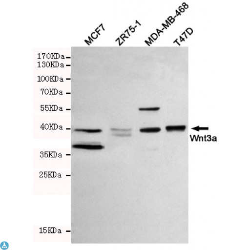 WNT3A Antibody - Western blot detection of Wnt3a in MCF-7, ZR75-1, MDA-MB-468 and T47D cell lysates using Wnt3a mouse mAb (1:1000 diluted). Predicted band size: 42KDa. Observed band size: 42KDa.