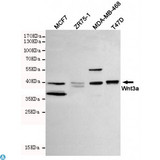 WNT3A Antibody - Western blot detection of Wnt3a in MCF-7, ZR75-1, MDA-MB-468 and T47D cell lysates using Wnt3a mouse mAb (1:1000 diluted). Predicted band size: 42KDa. Observed band size: 42KDa.