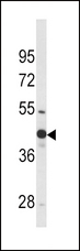 WNT4 Antibody - Western blot of WNT4 Antibody in mouse bladder tissue lysates (35 ug/lane). WNT4 (arrow) was detected using the purified antibody.