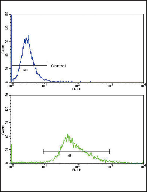 WNT4 Antibody - Flow cytometric of MDA-MB468 cells using WNT4 Antibody (bottom histogram) compared to a negative control cell (top histogram)FITC-conjugated goat-anti-rabbit secondary antibodies were used for the analysis.