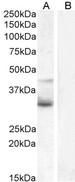 WNT4 Antibody - WNT4 antibody (1µg/ml) staining of Jurkat (A) and negative control U937 (B) cell lysate (35µg protein in RIPA buffer). Detected by chemiluminescence.