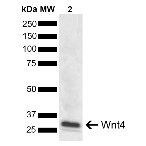 WNT4 Antibody - Western blot analysis of Human Cervical cancer cell line (HeLa) lysate showing detection of ~39.1 kDa Wnt4 protein using Rabbit Anti-Wnt4 Polyclonal Antibody. Lane 1: Molecular Weight Ladder (MW). Lane 2: HeLa. Load: 10 µg. Block: 5% Skim Milk in 1X TBST. Primary Antibody: Rabbit Anti-Wnt4 Polyclonal Antibody  at 1:1000 for 2 hours at RT. Secondary Antibody: Goat Anti-Rabbit IgG: HRP at 1:5000 for 1 hour at RT. Color Development: ECL solution for 5 min at RT. Predicted/Observed Size: ~39.1 kDa. Other Band(s): 33 kDa.